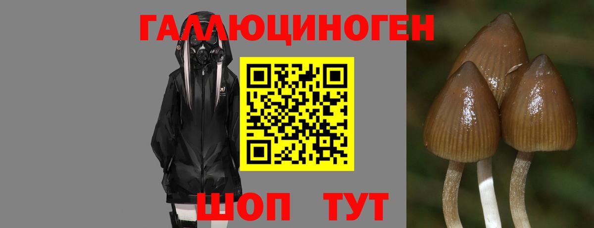 Псилоцибиновые грибы GOLDEN TEACHER Оренбург